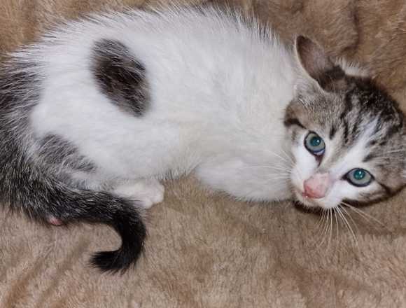Se regala gatito pequeño en Tineo (Municipio)