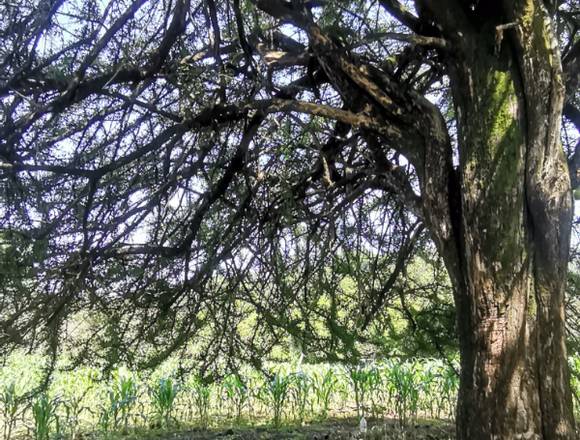 Se rematan 4 hectáreas con Servicios en el rincón. en Chilpancingo de los Bravo (Municipio)