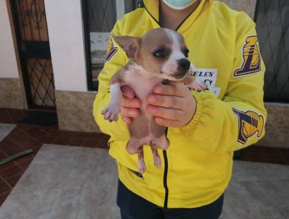 Cachorro Chihuahua Cabeza de Manzana en Ambato (Cantón)