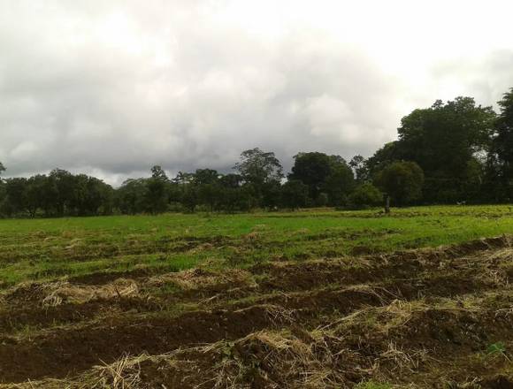 Oportunidad - Finca en Guácimo, Limón, Costa Rica en Guácimo (Cantón)