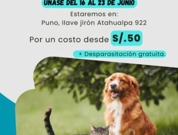 Gran campaña de esterilización en Ilave (Distrito)