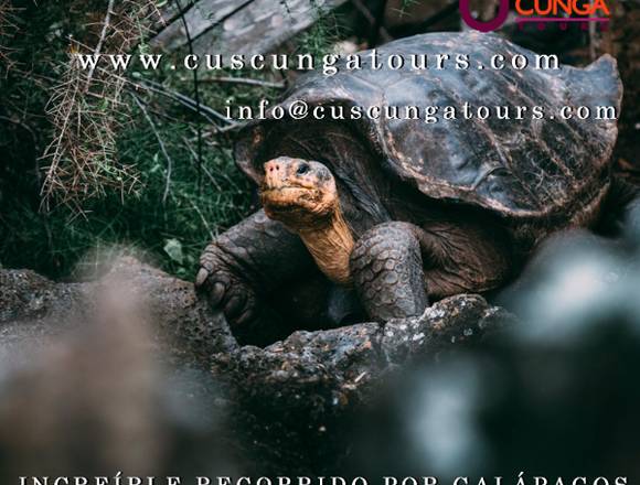 Increible recorrido por galapagos en Quito (Cantón)
