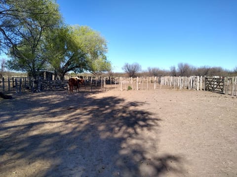 CAMPO GANADERO EN VENTA EN BATAVIA SAN LUIS en Batavia (Localidad)