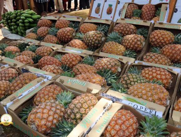 Venta y exportación de piña: Cayena suave