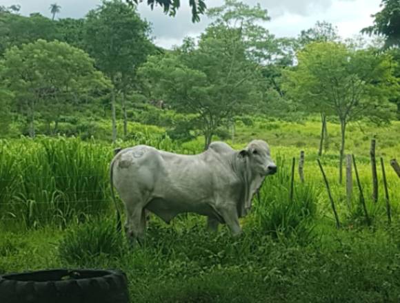 Finca en Venta en Cañas-Guanacaste en Cañas (Cantón)