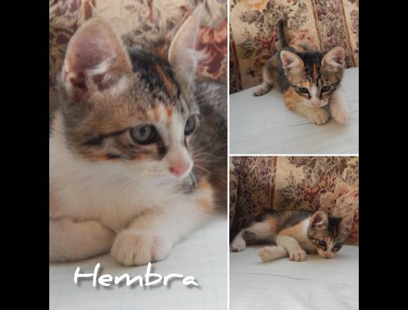GATITOS EN ADOPCION (NO SE VENDEN)