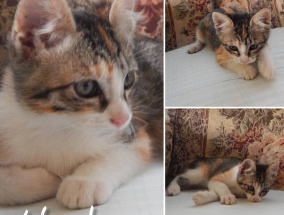 GATITOS EN ADOPCION (NO SE VENDEN) en Gustavo A. Madero (Municipio)