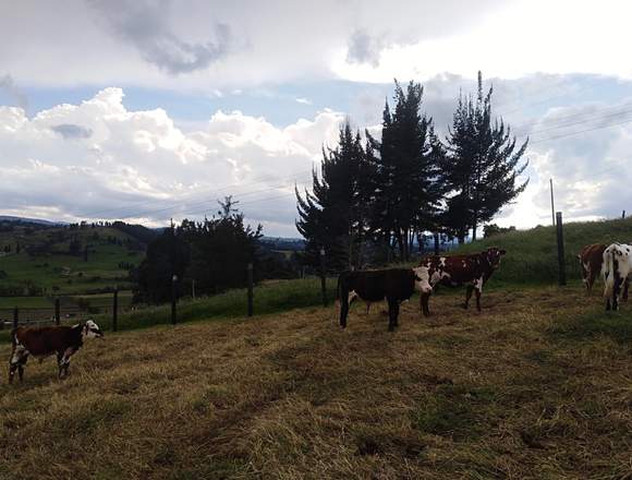 vendo lote en paipa espectacular vista en Boyacá (Municipio)
