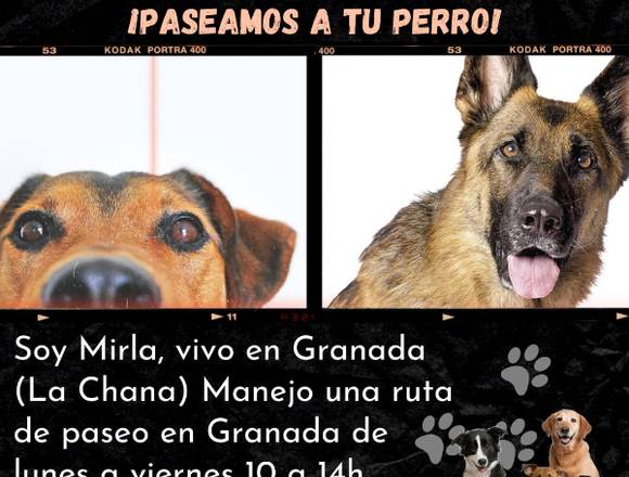 Paseo y cuidado de tu mascota