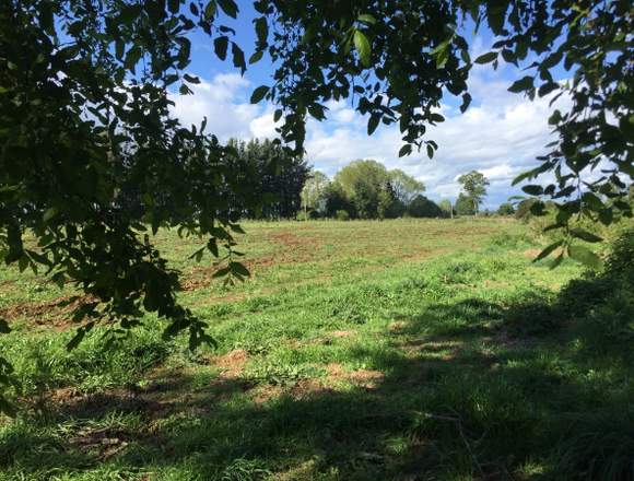Disponible: Terrenos 5000 mt2 en Freire (Comuna)
