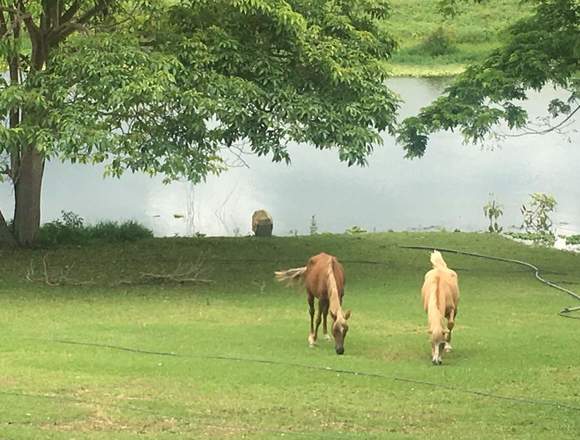 Vendo Finca en Yaracuy en Nirgua (Municipio)