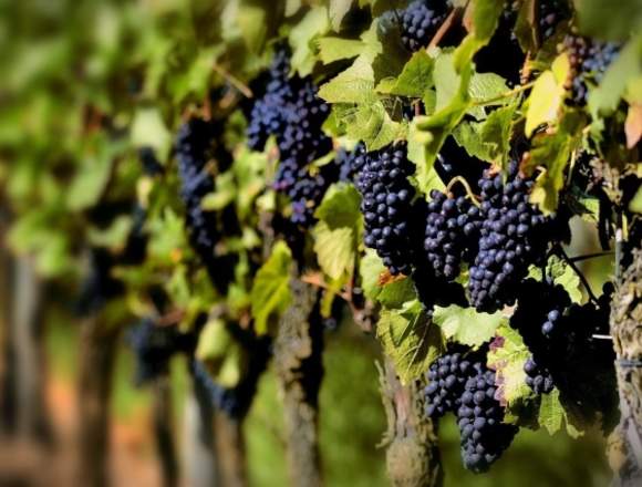 Uvas tintas de Arbo en Pontevedra (Municipio)