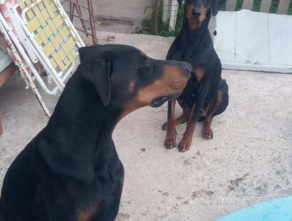 Servicio Doberman cachorros en Granadero Baigorria (Localidad)