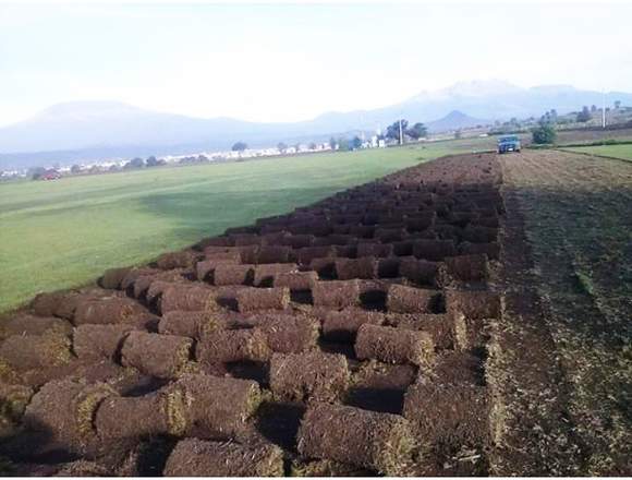 PASTO NATURAL EN ROLLO TIPO ALFOMBRA