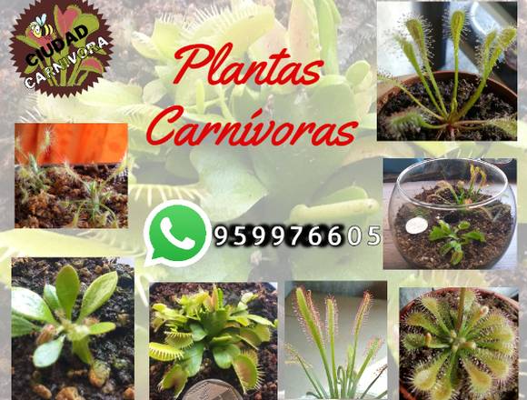 PANTAS CARNIVORAS - VENUS ATRAPAMOSCA en Arequipa (Distrito)