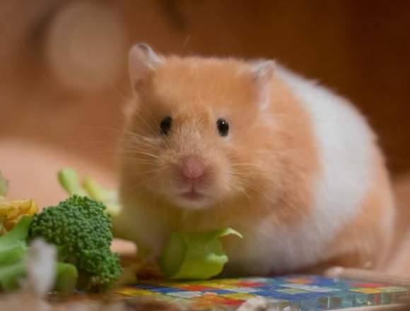 Como alimentar a tu hamster en La Paz (Localidad)