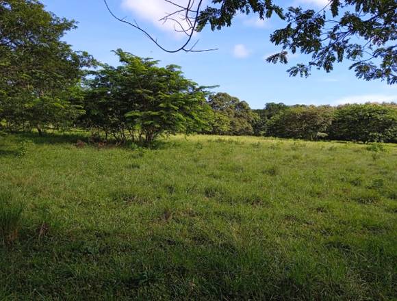 Ventas de fincas y terrenos en David (Distrito)