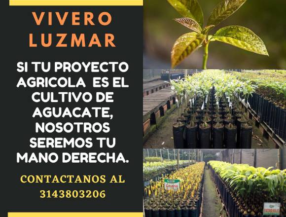Vivero de aguacate en Manizales (Municipio)