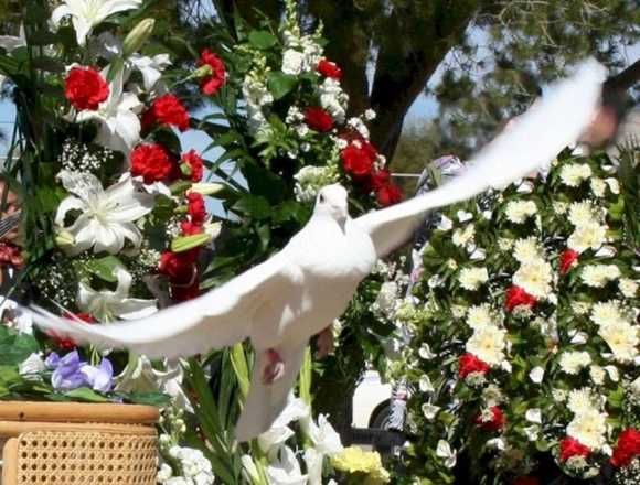 Renta de palomas blancas para eventos en Guadalajara (Municipio)