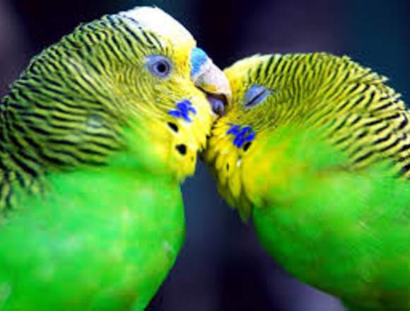 Veterinario de aves silvestres