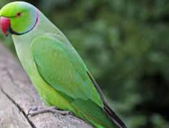 Veterinario de aves silvestres – Foto 2 de 2