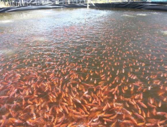 Sistema de producción de tilapia en tanques en Panamá (Distrito)