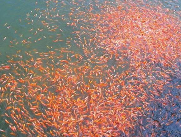 Crianza super intensiva de tilapia y recirculación en Panamá (Distrito)