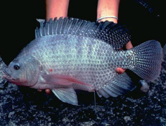 Sistemas técnicos para crianza orgánica de tilapia en Panamá (Distrito)