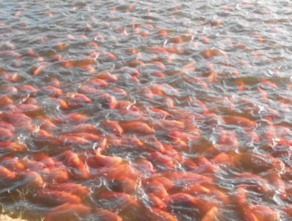 Asesoría de proyectos productivos cultivo de peces en Panamá (Distrito)