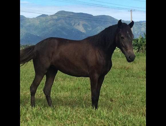 Finca de 50 tareas, Autopista Duarte. 135000 $US en Santo Domingo de Guzmán (Municipio)