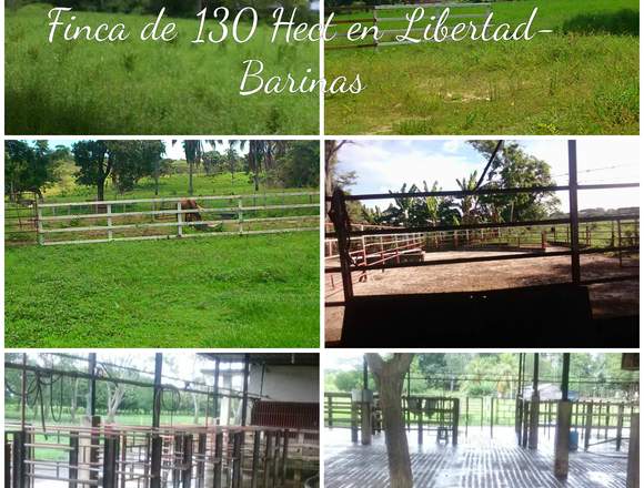 FINCA DE 130 HECTÁREAS LIBERTAD BARINAS en Rojas (Municipio)