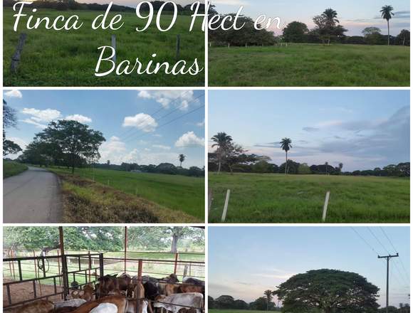 FINCA DE 90 HECTÁREAS BARINAS en Barinas (Municipio)