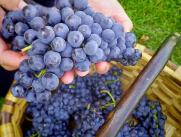 Venta de vino español en Arraiján (Distrito)