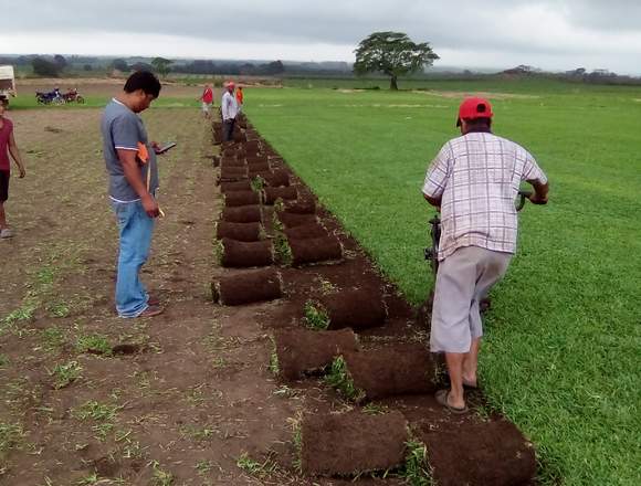 VENTA DE PASTO Y PALMERAS en Angel R. Cabada (Municipio)