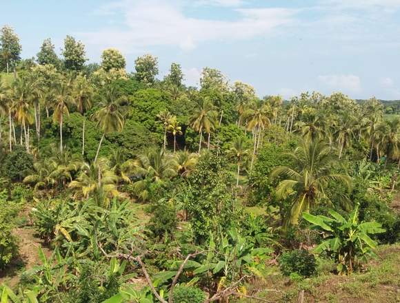 Se Vende Lote en Guachaca, Colombia