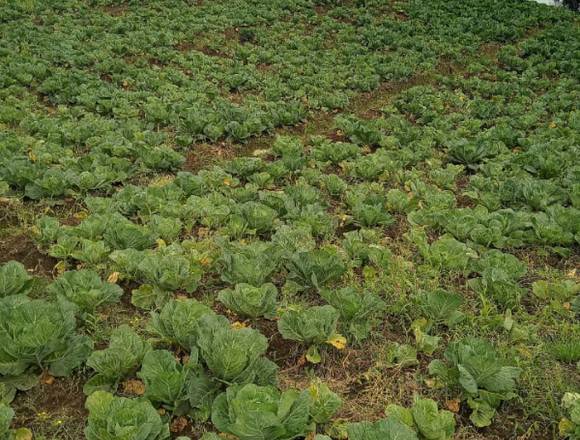 Venta de una Hectarea en Bugaba (Distrito)