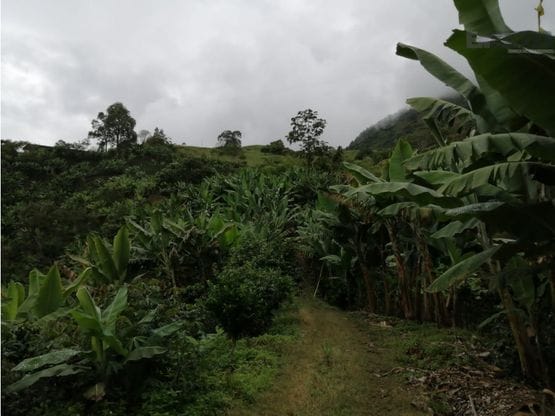 Venta finca Pijao quindio