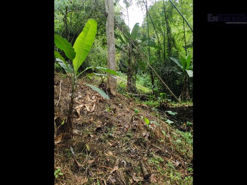 SE VENDE FINCA MONTENEGRO SECTOR LA MONTAÑA