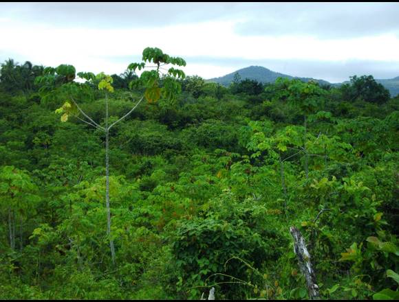 Terreno de 8.6 Ha en La Chorrerita-Penonomé.