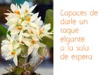 MANTENIMENTO DE ORQUIDEAS en La Molina (Lima 12) (Distrito)