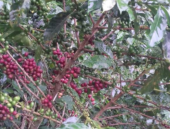 se vende finca cafetera y platanera en Manzanares (Municipio)