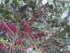 se vende finca cafetera y platanera