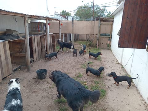 GUARDERIA CANINA EN AMBIENTE SEGURO Y FAMILIAR EN CIUDAD DE LA COSTA en San Jose de Carrasco (Localidad)