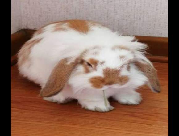 Regalo Conejita 4 meces en Lima (Lima 1) (Distrito)