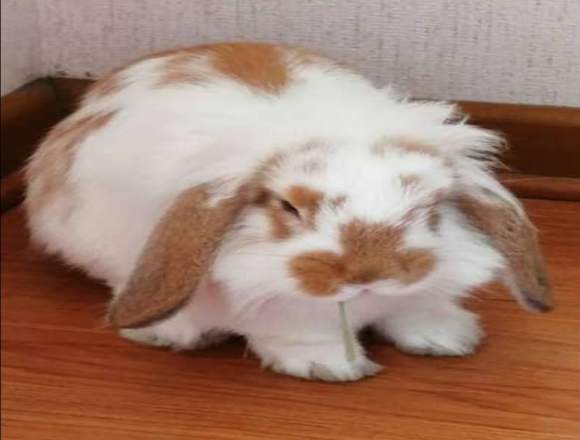 Regalo Conejita 4 meces en Lima (Lima 1) (Distrito)