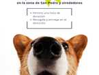Paseador de mascotas en Goicoechea (Cantón)