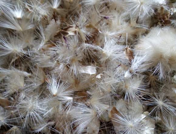 Vendo semillas de Cardo Mariano 100% organico..
