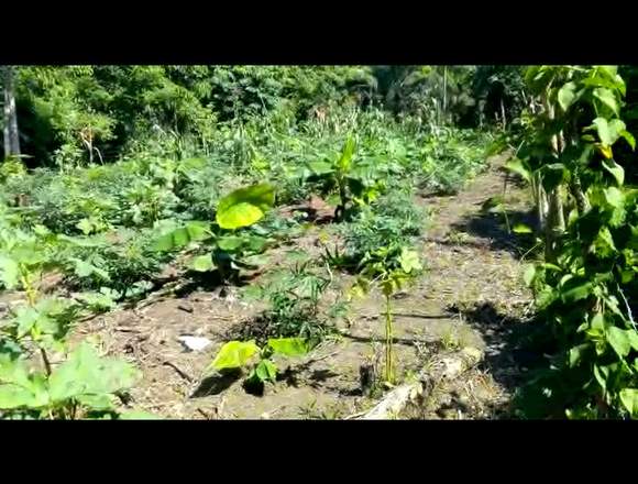 Terreno en venta sanchez samaná en Sánchez (Municipio)