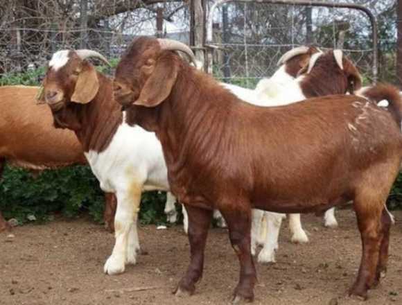 Cabras vivas | Ovejas vivas | Vacas vivas en Rumiñahui (Cantón)