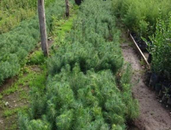 Plantas Ornamentales y frutales "El Ciprés" en Alto Bío Bío (Comuna)